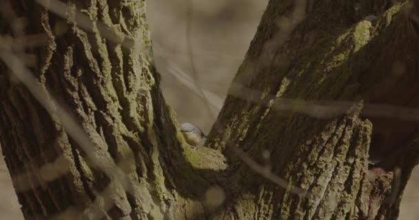 Sittelle Eurasienne Sittelle Bois Oiseau Dans Forêt Printanière Sitta Europaea — Video
