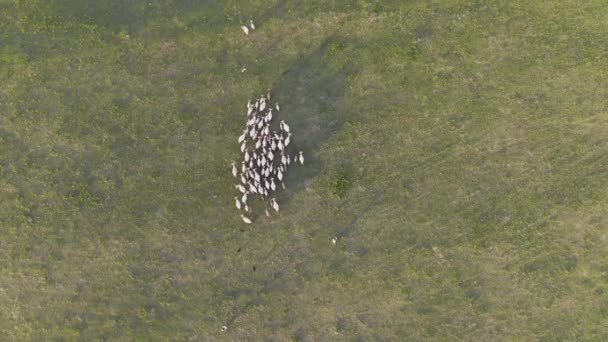 白い灰色の牛と緑の牧草地 空中写真 — ストック動画
