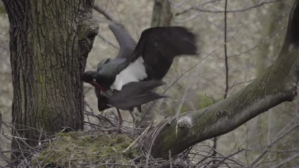 Kara Leylek Ciconia Zenci Çiftleşmesi Sevişen Kuşlar Üreme — Stok video