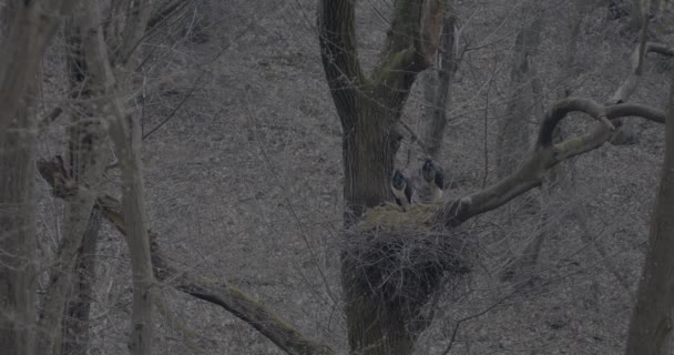 Dwa Bociany Czarne Ciconia Nigra Wielki Czarny Ptak Wiosennym Lesie — Wideo stockowe
