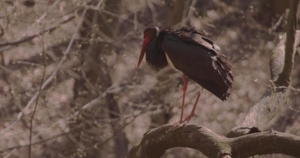Schwarzstorch Beobachtet Auf Einem Ast Frühlingswald Zeitlupe — Stockvideo