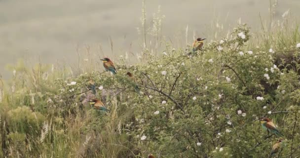 European Bee Eater Merops Apiaster Flock Tree Slow Motion Εικόνα — Αρχείο Βίντεο
