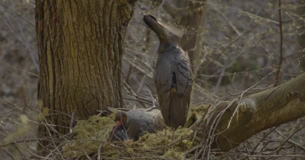 Cegonha Negra Ciconia Nigra Ovos Incubantes Pássaros Ninho Das Árvores — Vídeo de Stock