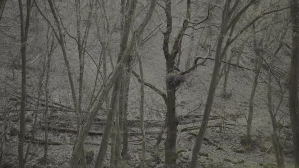 Μαύρος Πελαργός Ciconia Nigra Μια Φωλιά Στο Δάσος Άνοιξη — Αρχείο Βίντεο
