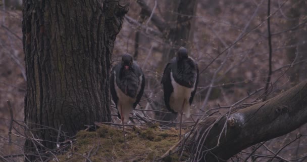 Cicogna Nera Ciconia Nigra Grande Uccello Della Famiglia Ciconiidae — Video Stock