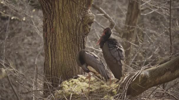 Dwa Czarne Bociany Ciconia Nigra Gniazdowania Wiosnę Sortowanie Czyszczenie Piór — Wideo stockowe