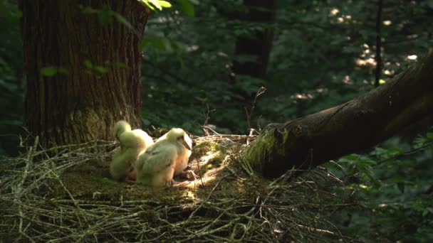 Gebrek Aan Ooievaar Ciconia Nigra Kuikens Rusten Het Nest — Stockvideo