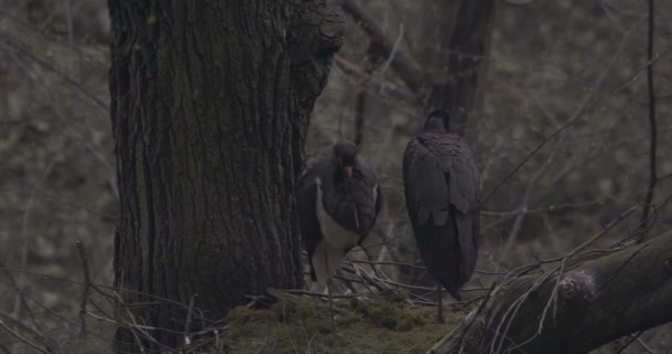 Svart Stork Ciconia Nigra Fågelpar Vårskogen Närbild — Stockvideo