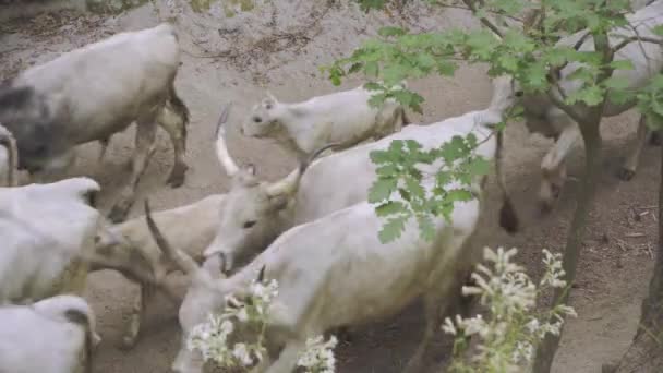 Graue Rinder Fahren Durch Den Sommerwald — Stockvideo