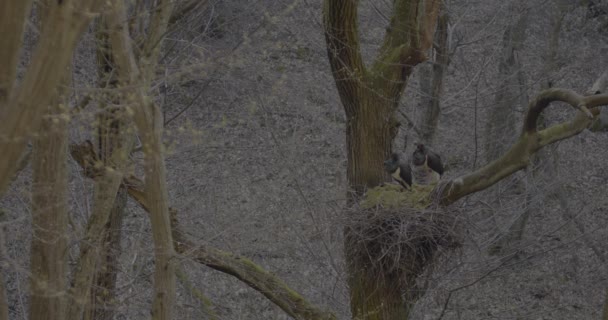 Duas Cegonhas Pretas Ciconia Nigra Pássaro Preto Grande Uma Floresta — Vídeo de Stock