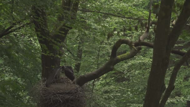 Cegonha Negra Ciconia Nigra Pintainho Alongando Ninho Asas Pássaro Bebê — Vídeo de Stock