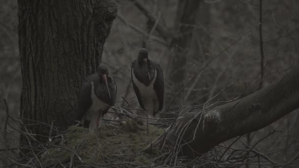 Der Schwarzstorch Ciconia Nigra Großer Vogel Der Storchenfamilie Ciconiidae — Stockvideo