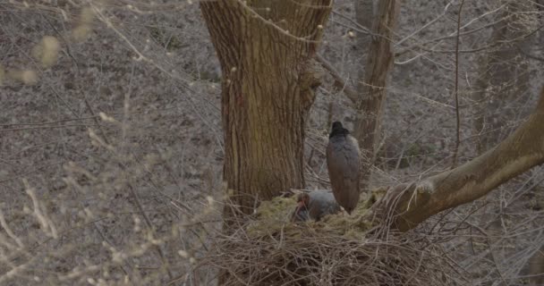 2つの黒いコウノトリ Ciconia Nigra春の森の中の大きな黒い鳥 — ストック動画