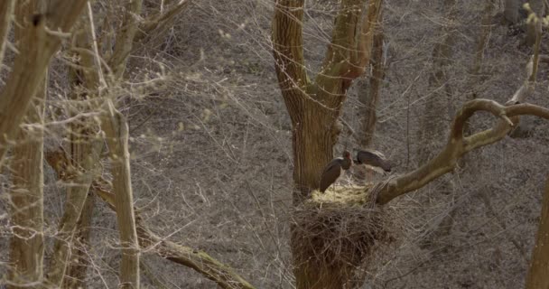 Cegonha Negra Ciconia Nigra Aves Grandes Família Das Cegonhas Ciconiidae — Vídeo de Stock