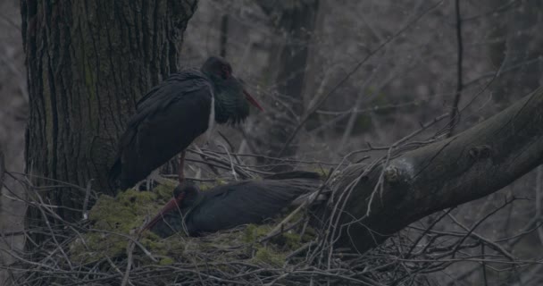 Czarny Bocian Ciconia Nigra Ptaszek Inkubujący Jaja Drzewku Gniazdo Zwolniony — Wideo stockowe