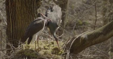 Baharda yuva yapan iki kara leylek. Bahar ormanlarında tüy ayıklama ve temizleme
