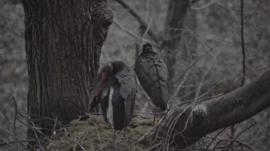 İki Kara Leylek - Siyahi Zenci Ciconidae familyasından Büyük Kara Kuş