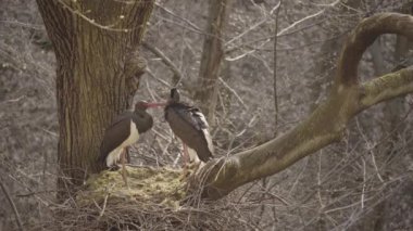 Baharda yuva yapan iki kara leylek. Bahar ormanlarında tüy ayıklama ve temizleme