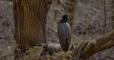 Kara leylek, Ciconia zencisi. Leylek familyasından büyük bir kuş.