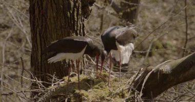 Kara leylek, Ciconia zencisi. Leylek familyasından büyük bir kuş, Ciconiidae, Slow Motion Image