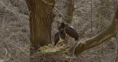İki Kara Leylek - Siyahi Zenci Bahar Ormanında Büyük Kara Kuş