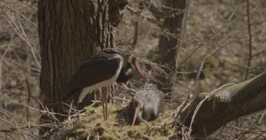 Kara Leylek Ciconia Zencisi, Ağaç Yuvasında Yumurta Kuluçka Kuşu, Yavaş Hareket Görüntüsü