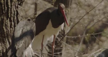 Kara Leylek - Siyahi Zenci Büyük Kara Kuş Ciconiidae Ailesinden, Görüntüyü Kapat