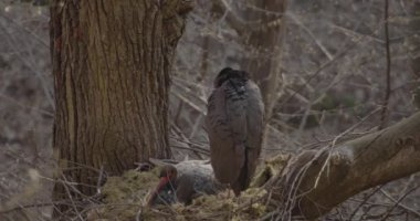 Kara Leylek Ciconia Zencisi, Ağaç Yuvasında Kuş Kuluçka Yumurtası