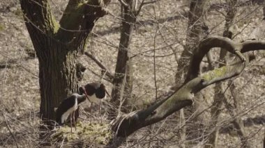 Kara Leylek Ciconia Zencisi, Kuş İnşa Yuvası, Ağaç Yapımı