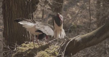 Baharda yuva yapan iki kara leylek. Bahar ormanlarında tüy ayıklama ve temizleme