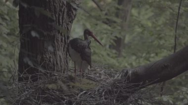 Kara Leylek Ciconia Zencisi, Kuş İnşa Yuvası, Ağaç Yapımı