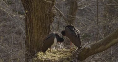 Kara leylek, Ciconia zencisi. Leylek familyasından büyük bir kuş.
