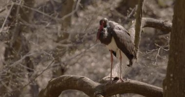 Kara leylek bahar ormanındaki bir dalı izliyor.