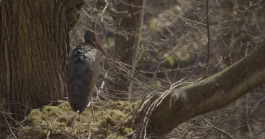 Kara leylek yuvada dinleniyor, bahar ormanında.