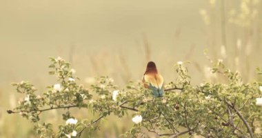 Avrupa Arı Yiyen-Merops Apiaster- Ağaçta Sürüsü, Yavaş Hareket Görüntüsü