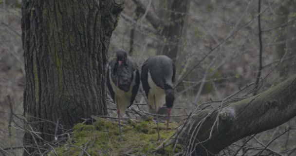 Cicogna Nera Ciconia Nigra Coppia Uccelli Una Foresta Autunnale — Video Stock