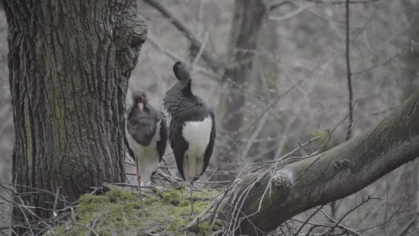 Schwarzstörche Befedern Ihre Nester Frühlingswald — Stockvideo