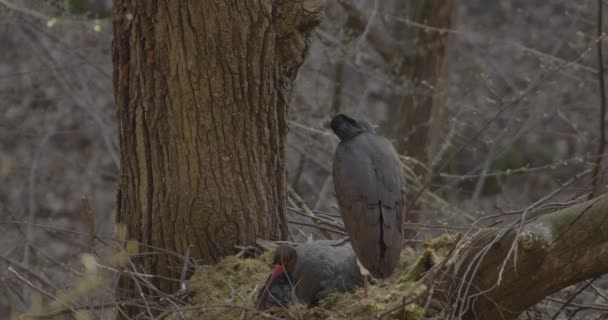 Dva Černý Čáp Ciconia Nigra Velký Černý Pták Jarním Lese — Stock video