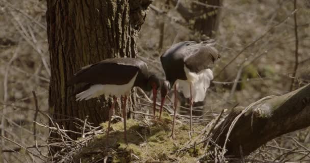 Kara Leylek Ciconia Zencisi Leylek Familyasından Büyük Bir Kuş Ciconiidae — Stok video