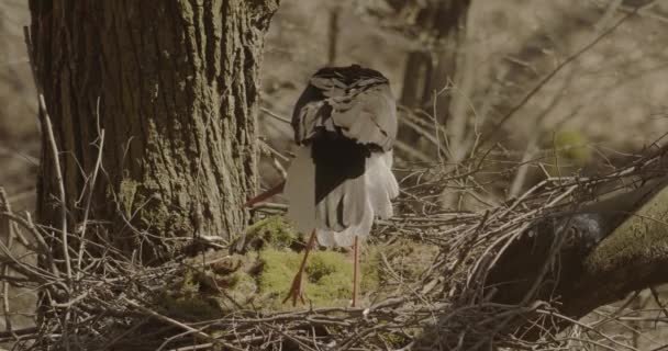 Cigogne Noire Ciconia Nigra Nid Oiseau Construction Arbres — Video