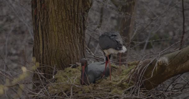 Cicogna Nera Ciconia Nigra Uova Incubazione Uccelli Nel Nido Albero — Video Stock