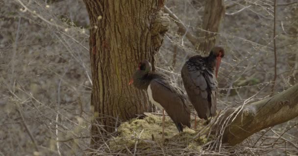 Dwa Czarne Bociany Ciconia Nigra Gniazdowania Wiosnę Sortowanie Czyszczenie Piór — Wideo stockowe