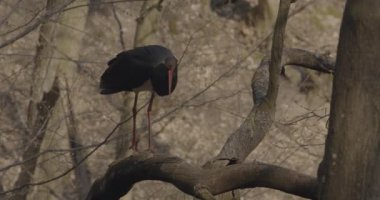 Kara leylek bahar ormanlarındaki bir dala bakıyor, Slow Motion Image