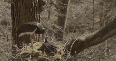 Kara Leylek Ciconia Zencisi, Ağaç Yuvasında Yumurta Kuluçka Kuşu, Yavaş Hareket Görüntüsü