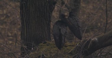 Kara leylek, Ciconia zencisi. Leylek familyasından büyük bir kuş.