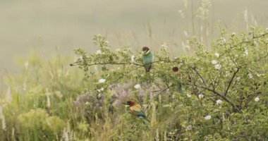 Avrupa Arı Yiyen-Merops Apiaster- Ağaçta Sürüsü, Yavaş Hareket Görüntüsü