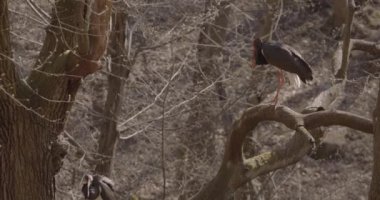 Kara Leylek Ciconia Zencisi, Ağaç Yuvasında Kuş Kuluçka Yumurtası