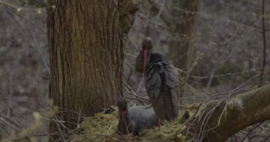 Kara Leylek Ciconia Zencisi, Kuş Kuluçkaya yatmış Yumurta Ağaç Yuvası, Ağır çekim