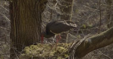 Kara Leylek Ciconia Zencisi, Kuş İnşa Yuvası, Ağaç Yapımı
