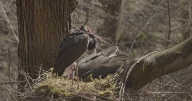 Kara Leylek Ciconia Zencisi, Ağaç Yuvasında Kuş Kuluçka Yumurtası